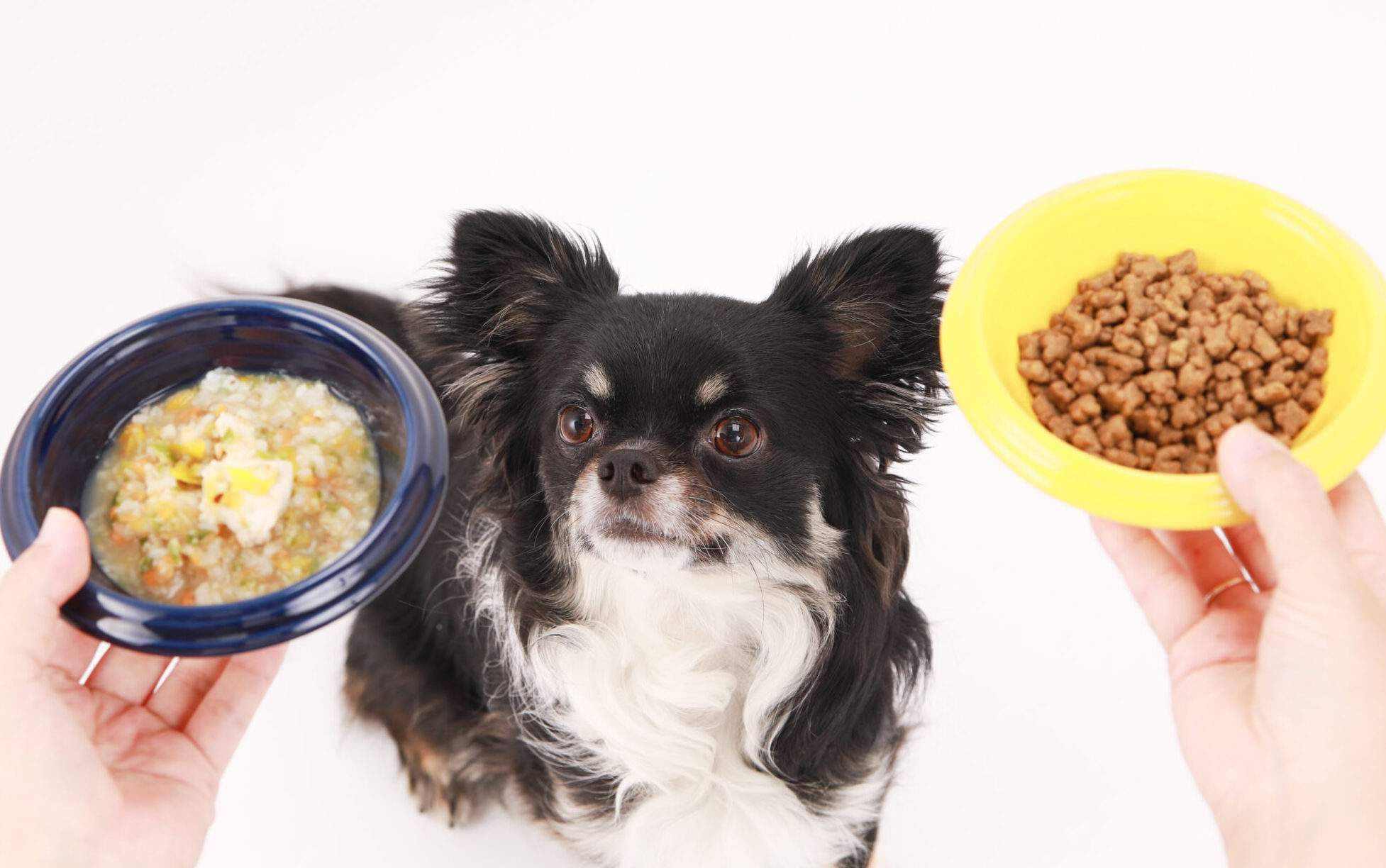 犬猫の食事相談